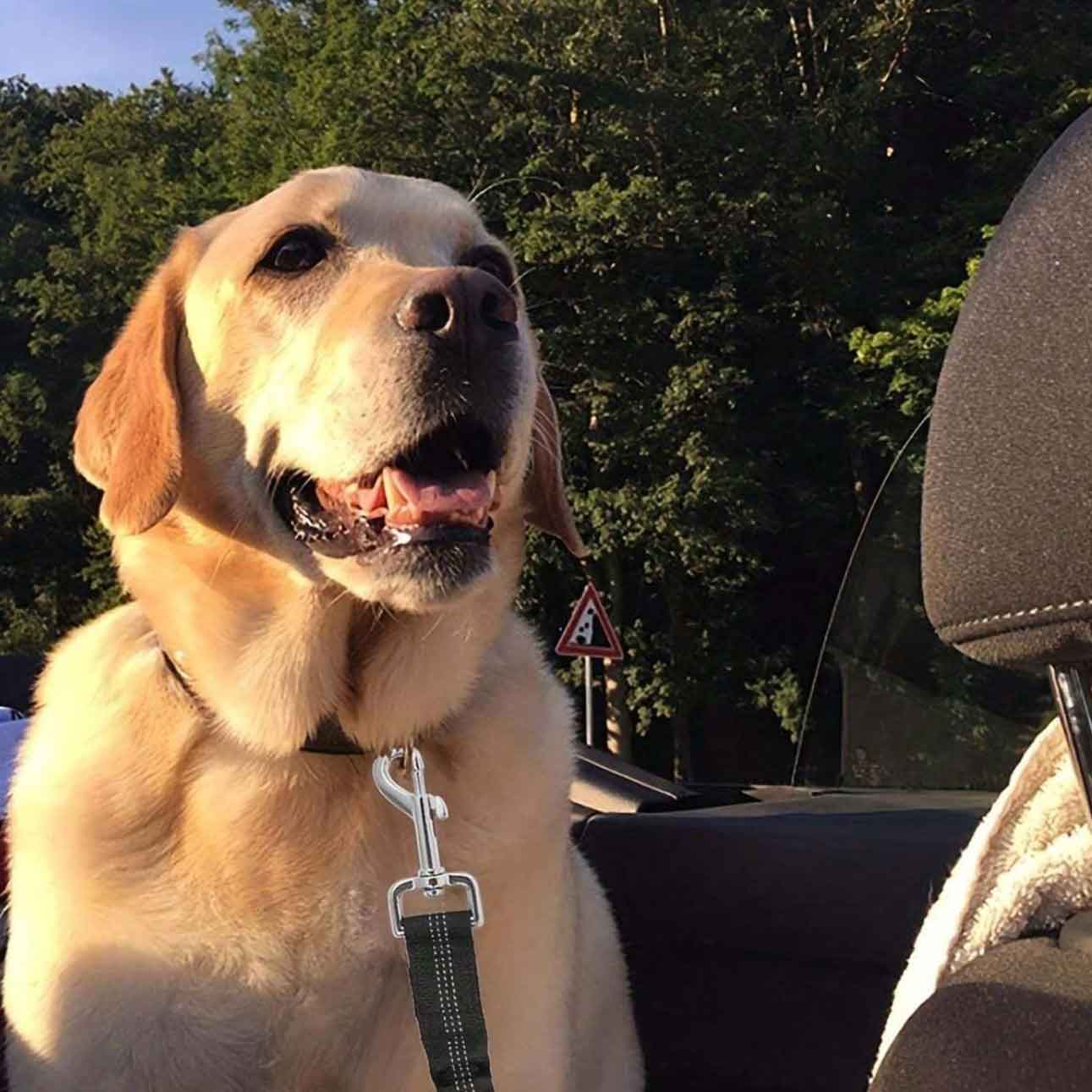 Kutya biztonsági öv póráz autóba